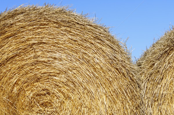 straw bale Stock photo © pedrosala