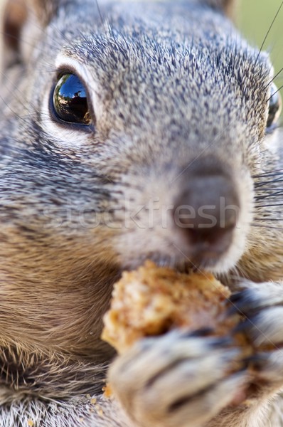 Chipmunk close up Stock photo © pedrosala