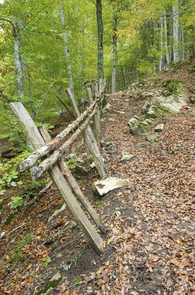 autumn forest Stock photo © pedrosala