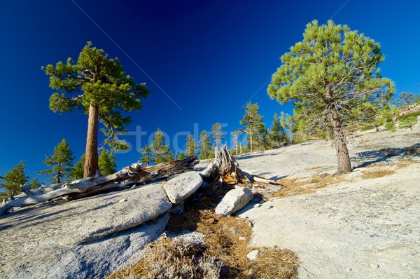 Yosemite paisagem árvores rocha Califórnia Foto stock © pedrosala