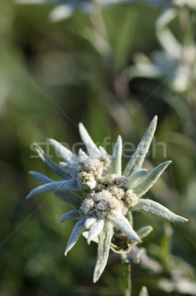 Stock photo: Edelweiss