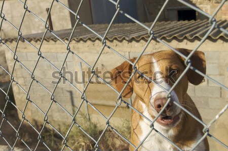 Gyám házőrző kutya fém kerítés ház szabadság Stock fotó © pedrosala