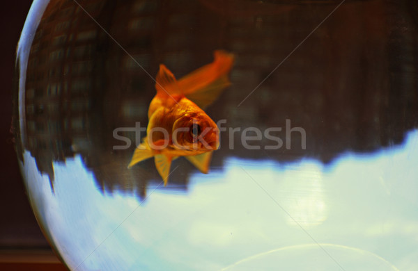 Stock foto: Goldfisch · Schüssel · Stadt · verkehrt · herum · Himmel · Haus