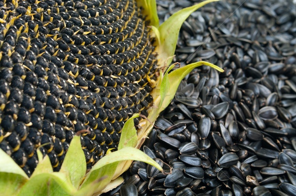 Dojrzały słonecznika nasion charakter Zdjęcia stock © pekour