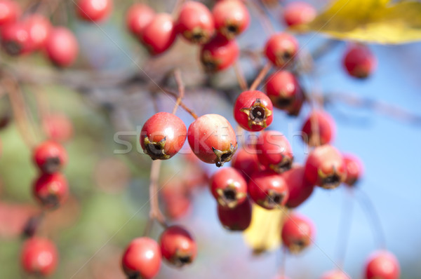 Bunch of hawthorn red berries on the branch Stock photo © pekour