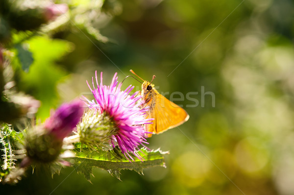 Butterfly on a burdock flower Stock photo © pekour