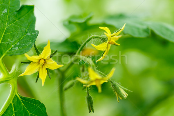 Foto stock: Brilhante · flores · amarelas · tomates · natureza · folha