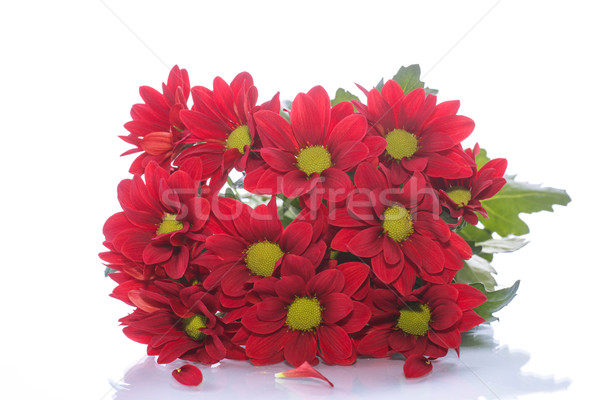 Hermosa rojo crisantemo blanco flor Foto stock © Peredniankina