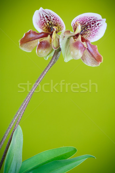 Pantoffel orchidee groene bloem bloemen tuin Stockfoto © Peredniankina