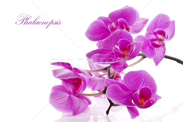 花 美しい 紫色 白 春 背景 ストックフォト © Peredniankina