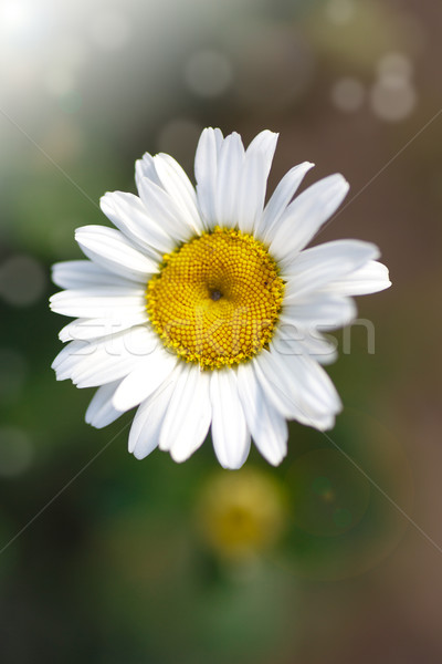Belle floraison blanche Daisy été [[stock_photo]] © Peredniankina