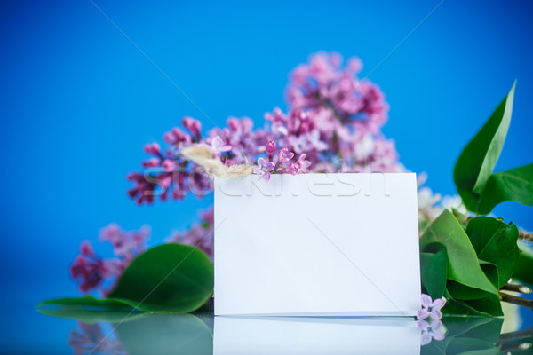 Virágzó orgona gyönyörű kék tavasz természet Stock fotó © Peredniankina