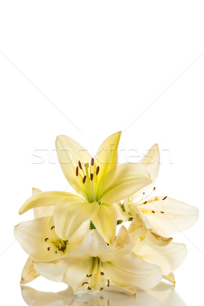 yellow lily Stock photo © Peredniankina
