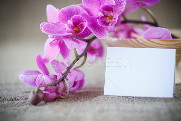 Beautiful purple phalaenopsis flowers Stock photo © Peredniankina