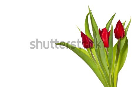 red tulips Stock photo © Peredniankina