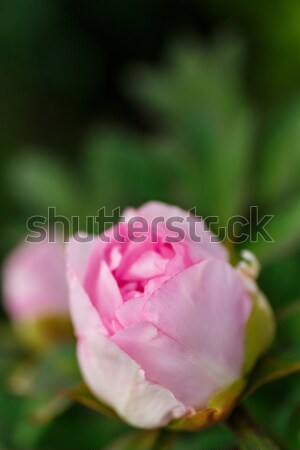 Foto stock: Hermosa · rosa · soleado · verano · día