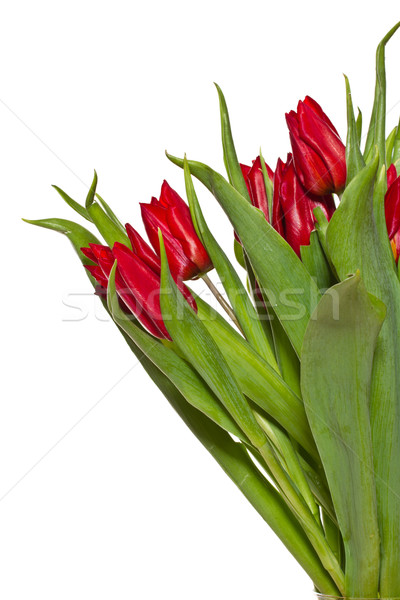 red tulips Stock photo © Peredniankina