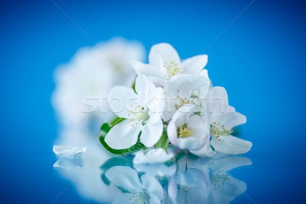 Primavera fioritura melo blu fiore fiori Foto d'archivio © Peredniankina