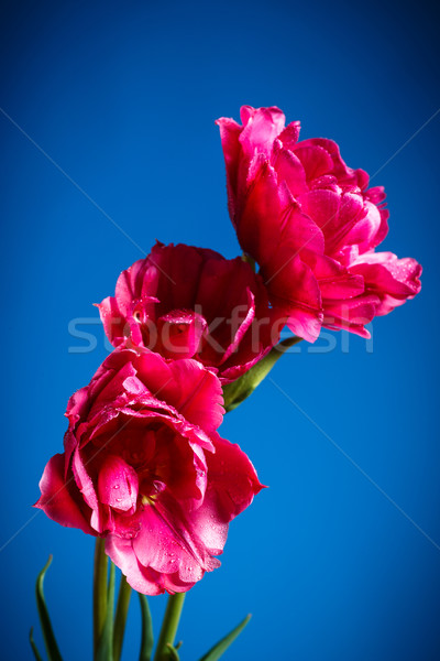 three beautiful red tulip Stock photo © Peredniankina