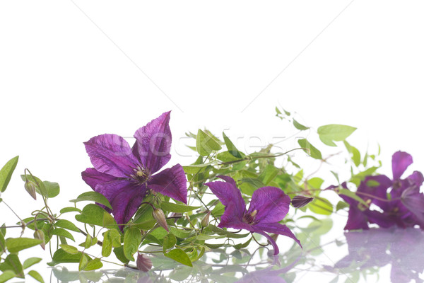 Stock photo: beautiful blooming clematis 