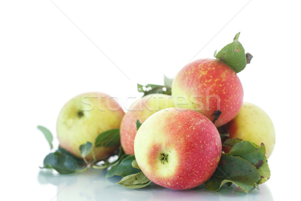 Stok fotoğraf: Taze · elma · organik · beyaz · meyve · yeşil