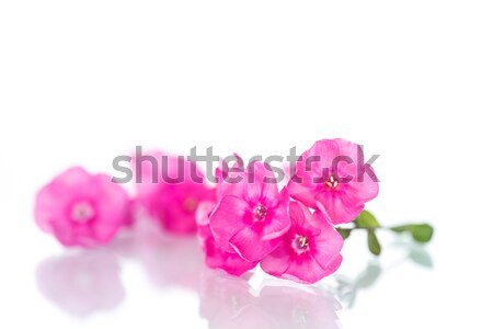 Gyönyörű rózsaszín virágok fehér szépség zöld Stock fotó © Peredniankina