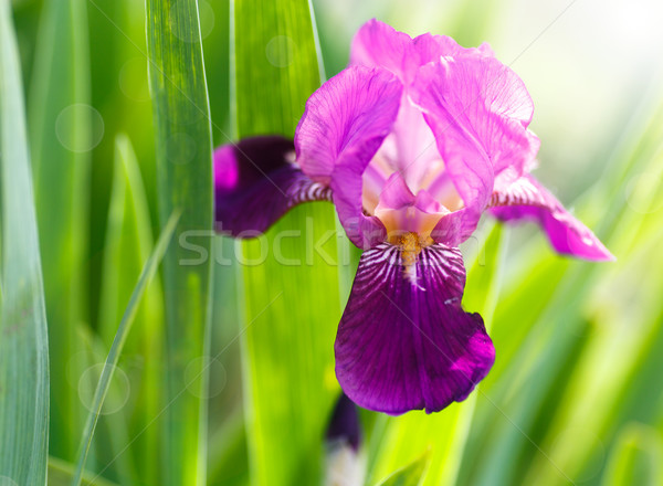 Сток-фото: Iris · солнце · лет · день · цветок