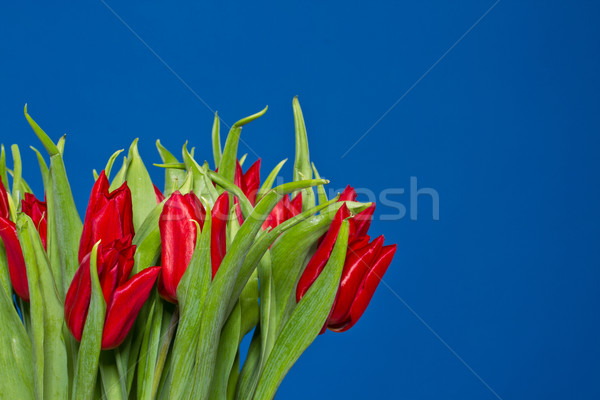 red tulips Stock photo © Peredniankina