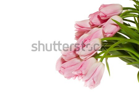 pink tulips Stock photo © Peredniankina