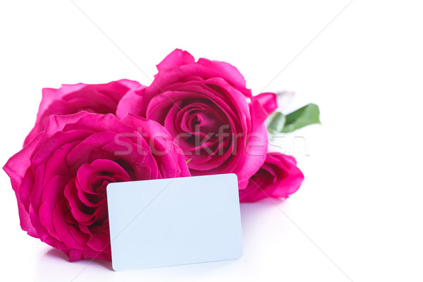 Stock photo: beautiful bright pink roses