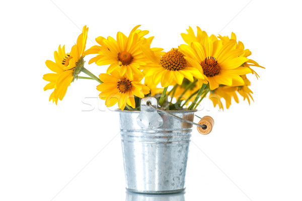 [[stock_photo]]: Jaune · Daisy · fleurs · blanche · printemps