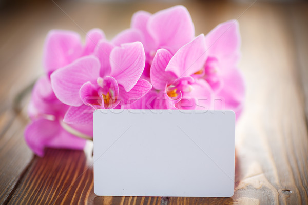 Beautiful purple phalaenopsis flowers Stock photo © Peredniankina