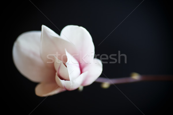 Stockfoto: Mooie · roze · magnolia · bloem · zwarte · boom