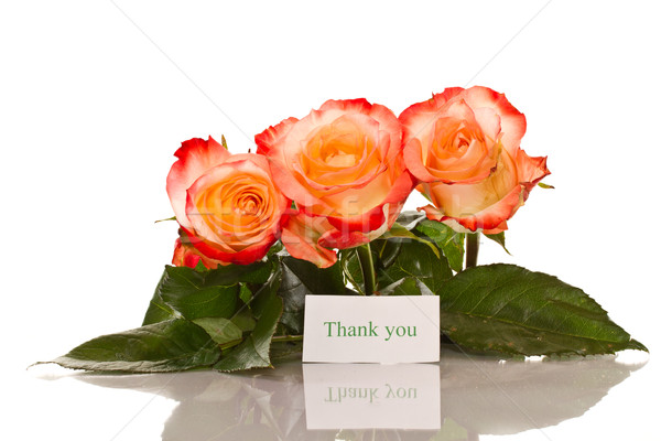 Stock fotó: Köszönet · virágzó · rózsák · fehér · virág · szeretet