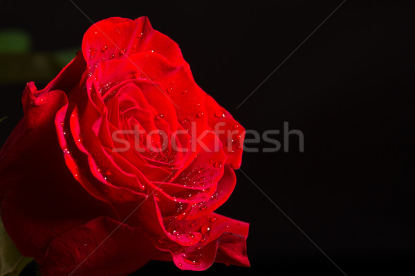 Rote Rose Wassertropfen schwarz Blume Blumen Wasser Stock foto © Peredniankina