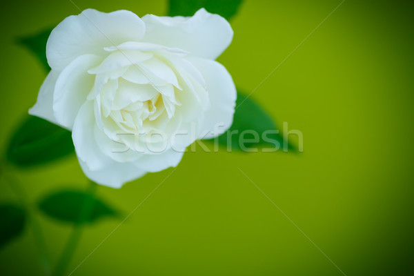white beautiful rose  Stock photo © Peredniankina