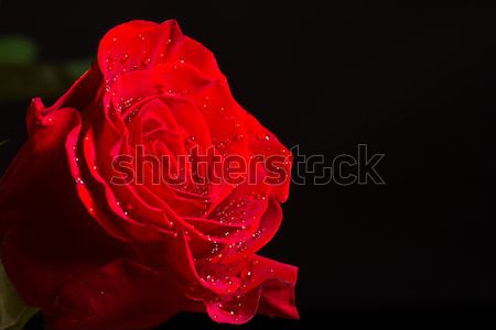 Rote Rose Wassertropfen schwarz Blume Blumen Wasser Stock foto © Peredniankina