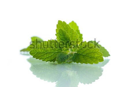 Stock photo: fresh mint