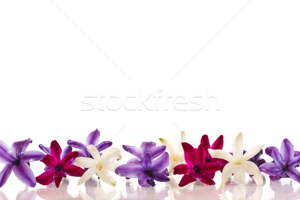 Jácint gyönyörű virágok fehér természet háttér Stock fotó © Peredniankina