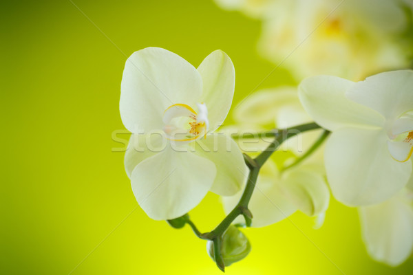 Beautiful white phalaenopsis flowers Stock photo © Peredniankina