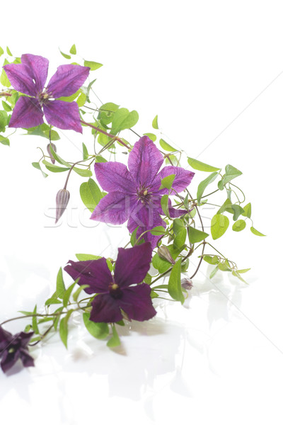 beautiful blooming clematis  Stock photo © Peredniankina