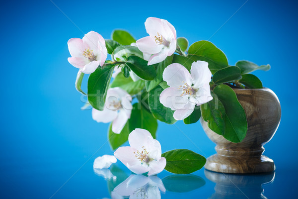 Primavera fioritura melo blu fiori natura Foto d'archivio © Peredniankina