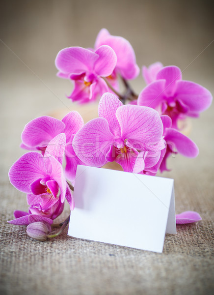 Beautiful purple phalaenopsis flowers Stock photo © Peredniankina