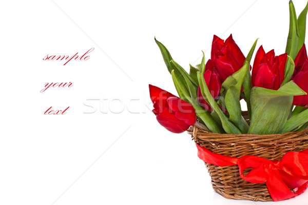 red tulips Stock photo © Peredniankina