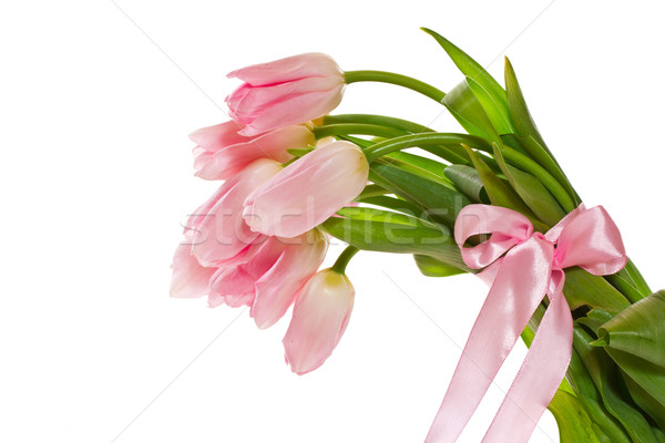 pink tulips Stock photo © Peredniankina