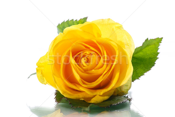 yellow rose Stock photo © Peredniankina