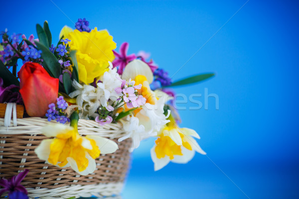 Bella bouquet fiori di primavera blu primavera natura Foto d'archivio © Peredniankina