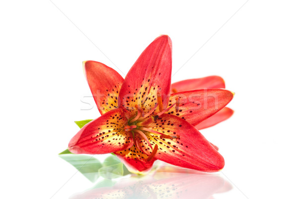 Stock fotó: Piros · liliom · gyönyörű · virágzó · fehér · virágok