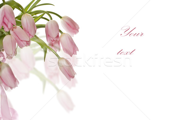 pink tulips Stock photo © Peredniankina