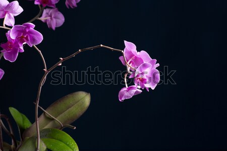phalaenopsis Stock photo © Peredniankina